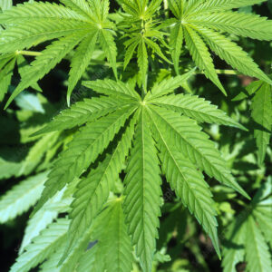 Buy Marijuana Online Europe