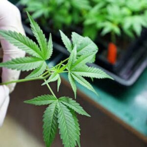 Buy Indica Marijuana Strain online Europe