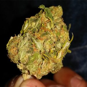 420 Kush Marijuana Strain